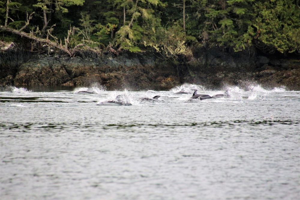 A group of pacific white-sided dolphins playing along in the inlet